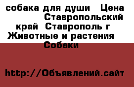 собака для души › Цена ­ 12 000 - Ставропольский край, Ставрополь г. Животные и растения » Собаки   